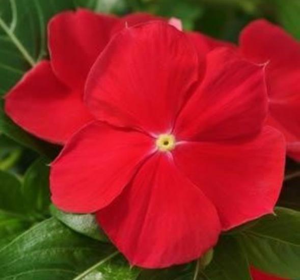 Rozet Çiçeği ( Çok Çiçekli Çok Dallanan ) Gerçek Kırmızı Renkli - 15 Tohum