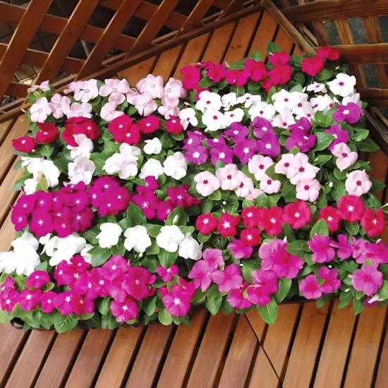 Rozet Çiçeği Sarkan Seri Karışık Renk - Saksılık 5 Tohum