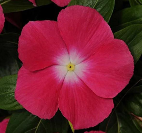 Rozet Çiçeği ( Çok Çiçekli Çok Dallanan ) Beyaz Kırmızı Nokta Renkli - 15 Tohum