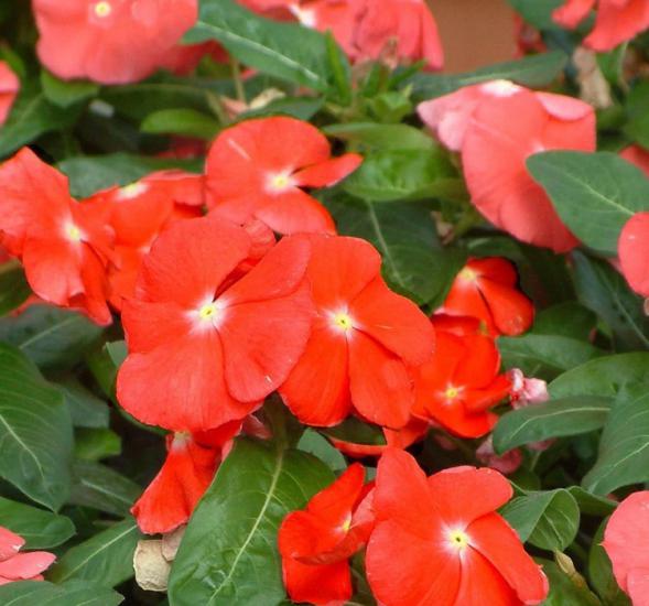 Rozet Çiçeği ( Çok Çiçekli Çok Dallanan ) Kırmızı Sarı Nokta Renkli - 15 Tohum