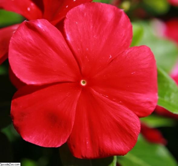 Rozet Çiçeği ( Çok Çiçekli Çok Dallanan ) Koyu Kırmızı Renkli - 15 Tohum