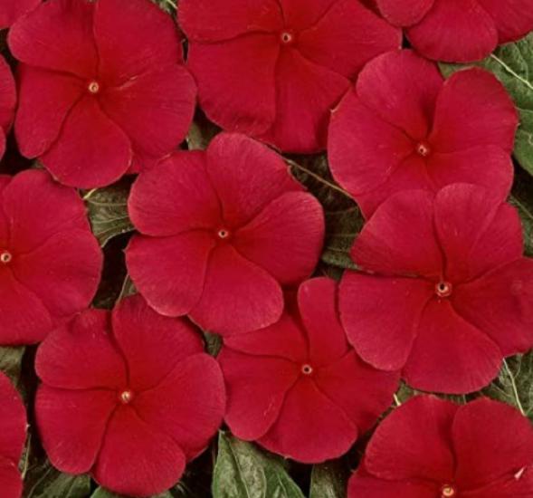 Rozet Çiçeği ( Çok Çiçekli Çok Dallanan ) Koyu Kırmızı Renkli - 15 Tohum