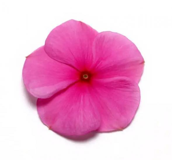 Rozet Çiçeği ( Çok Çiçekli Çok Dallanan ) Leylak Renkli - 15 Tohum