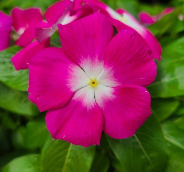Rozet Çiçeği ( Çok Çiçekli Çok Dallanan ) Magenta Beyaz Nokta Renkli - 15 Tohum