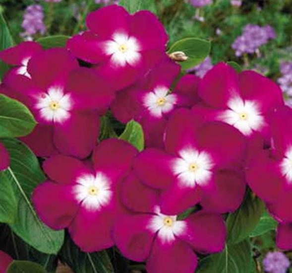 Rozet Çiçeği ( Çok Çiçekli Çok Dallanan ) Pembe Beyaz Nokta Renkli - 15 Tohum