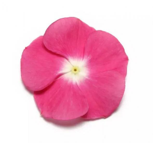 Rozet Çiçeği ( Çok Çiçekli Çok Dallanan ) Pembe Beyaz Benek Renkli - 15 Tohum