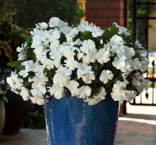 Rozet Çiçeği ( Sarkıcı Çok Geniş Bitki ) Beyaz Renkli - 10 Tohum