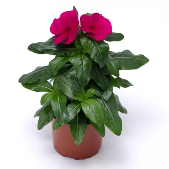 Rozet Çiçeği Kırmızı Renk - Saksılık 5 Tohum