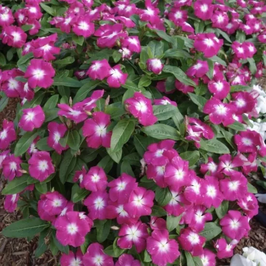 Rozet Çiçeği Magento Nokta Renk - Saksılık 5 Tohum