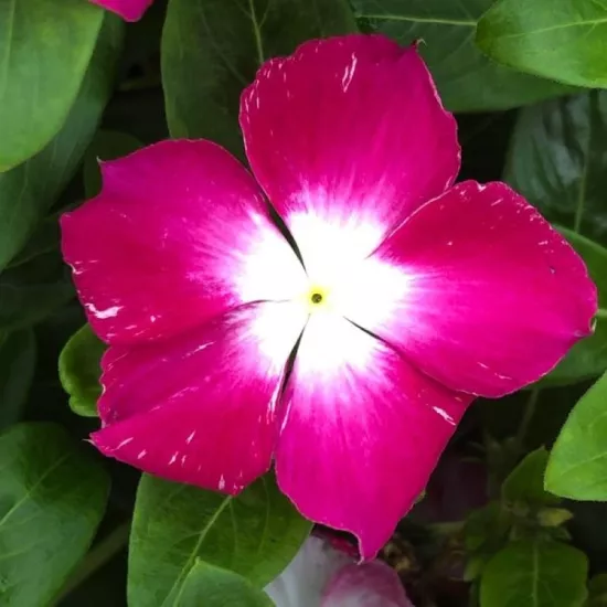 Rozet Çiçeği Magento Nokta Renk - Saksılık 5 Tohum