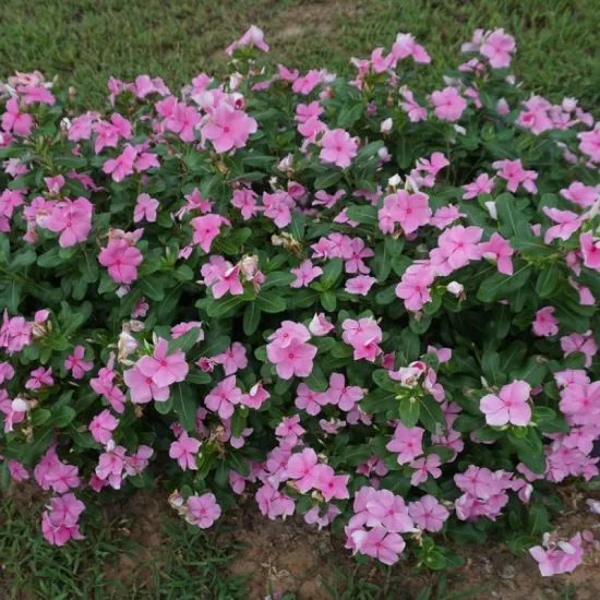 Rozet Çiçeği Pembe Renk - Saksılık 5 Tohum