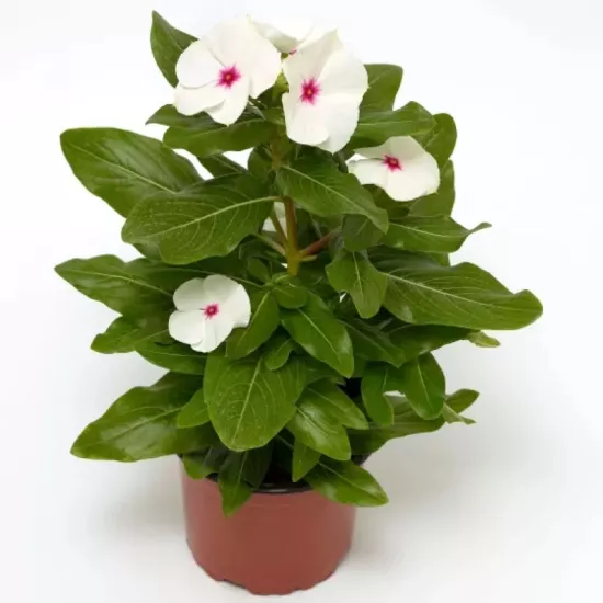 Rozet Çiçeği Beyaz Nokta Renk - Saksılık 5 Tohum