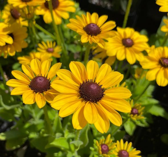 Rudbekya Çiçeği Tohumu ( Dalgalı Bodur ) Sarı Kırmızı Renkli - 5 Tohum