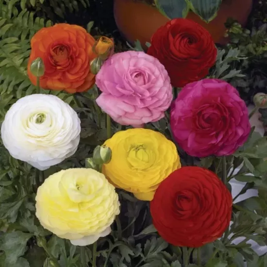 Şakayık Düğün Çiçeği Karışık Renk - Saksılık 10 Tohum