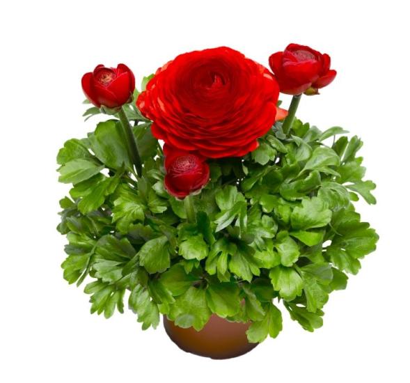 Şakayık Tohumu ( Kalıcı ve Katlı Çiçek )  - Kırmızı Renkli - 5 Tohum
