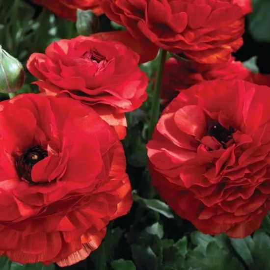 Şakayık Düğün Çiçeği Kırmızı Renk - Saksılık 10 Tohum