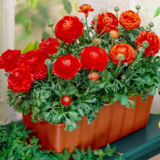 Şakayık Düğün Çiçeği Kırmızı Renk - Saksılık 10 Tohum