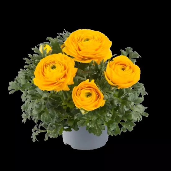 Şakayık Düğün Çiçeği Sarı Renk - Saksılık 10 Tohum