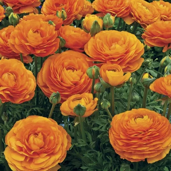 Şakayık Düğün Çiçeği Turuncu Renk - Saksılık 10 Tohum