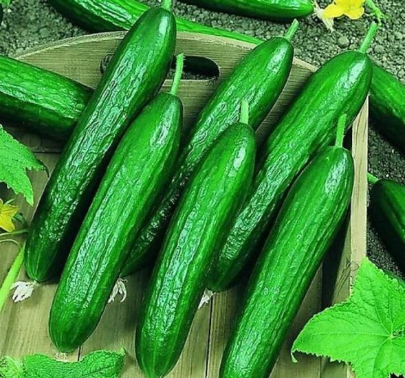 SALATALIK BEITH ALPHA İTHAL ( ÇOKLU TOHUM ) - 5 Gram