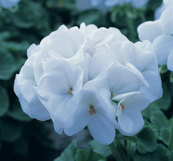 Sardunya Tohumu ( Büyük Çiçek, Kokulu Yaprak ) Beyaz Renkli - 5 Tohum