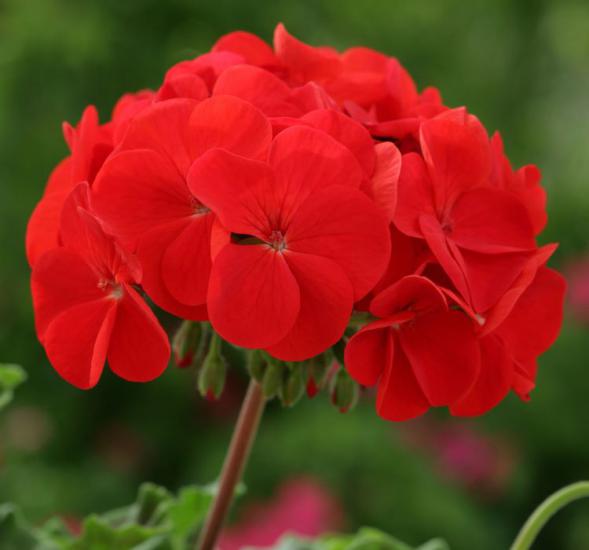 Sardunya Tohumu ( Büyük Çiçek, Kokulu Yaprak ) Kırmızı Renkli - 5 Tohum