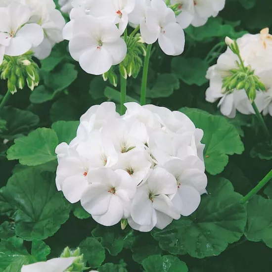 Sardunya Antik Seri Beyaz Renk - Saksılık 5 Tohum