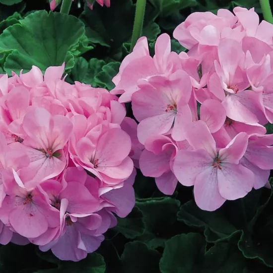 Sardunya Antik Seri Lavanta Renk - Saksılık 5 Tohum