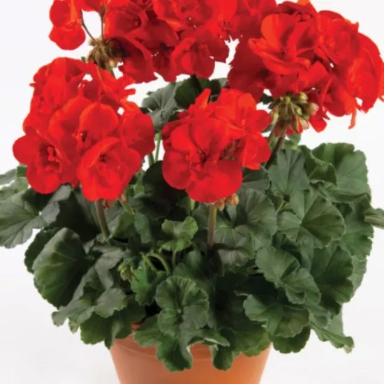 Sardunya Antik Seri Scarlet Renk - Saksılık 5 Tohum