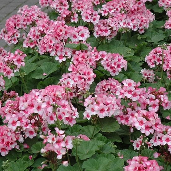 Sardunya Antik Seri Star Renk - Saksılık 5 Tohum