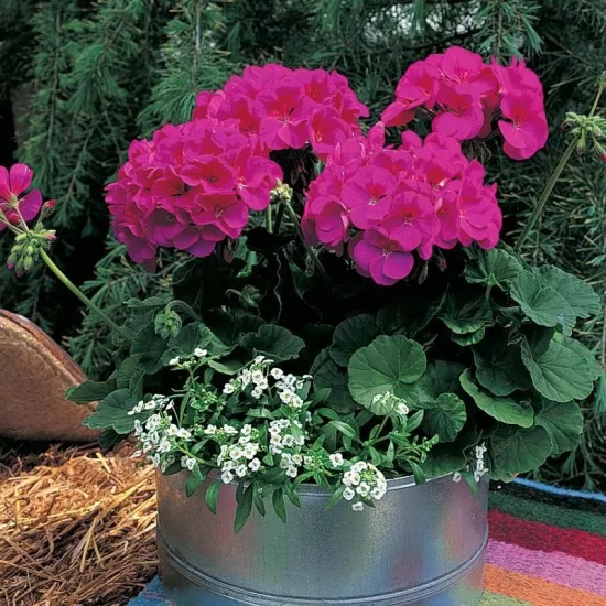 Sardunya Antik Seri Viyolet Renk - Saksılık 5 Tohum