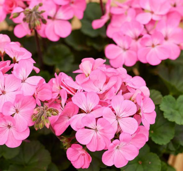 Alyssum Tohumu ( Kraliyet Halısı ) Karışık Renkli - 40 Tohum