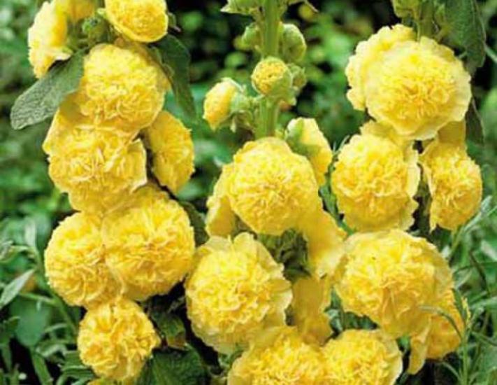 Sarı Renkli Katmerli Dev Çiçekli Gül Hatmi ( 5 Tohum )