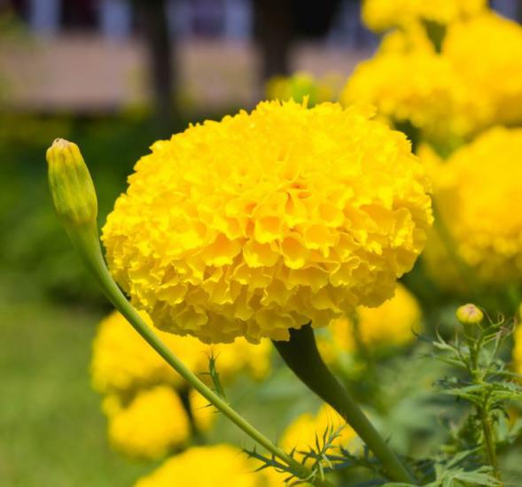 İri Kadife Çiçeği Tohumu ( Büyük Çiçekli Bodur ) Sarı Renkli - 10 Tohum