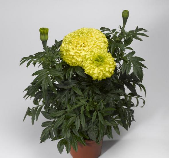 Kadife Çiçeği Tohumu ( İri Çiçekli Uzun Boylu ) Sarı Renkli - 5 Tohum