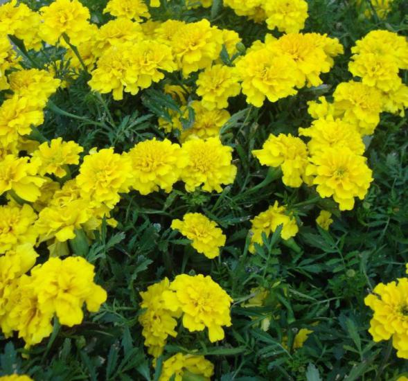 Klasik Sarı Fransız Kadife Çiçeği F1 Tohumu ( 50 Tohum )