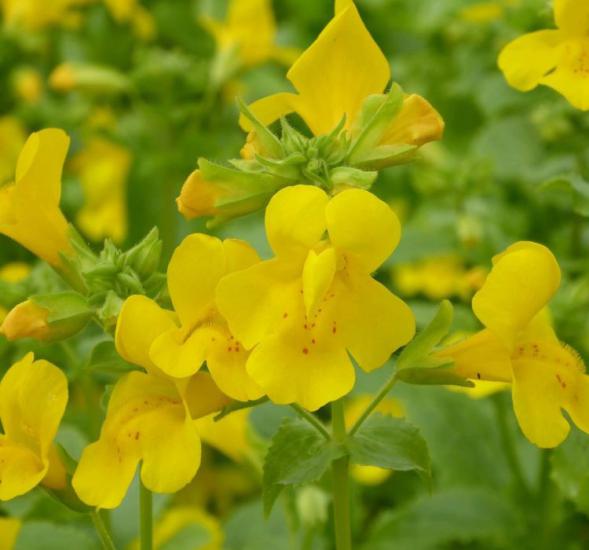 Sarı Mimulus Misk Çiçeği F1 Tohumu ( 10 Tohum )
