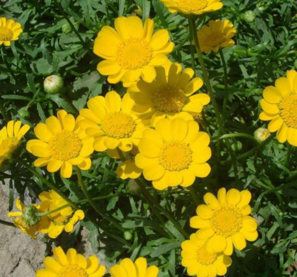 Sarı Papatya Tohumu ( İri Çiçekli ) - 25 Tohum