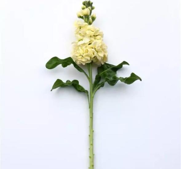 Şebboy Tohumu ( Kokulu Çok Uzun Boylu ) - Sarı Renkli - 10 Tohum