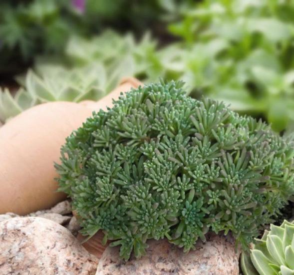 Sedum Tohumu ( İri Damarlı Yapraklar ) Yeşil Renkli - 15 Tohum