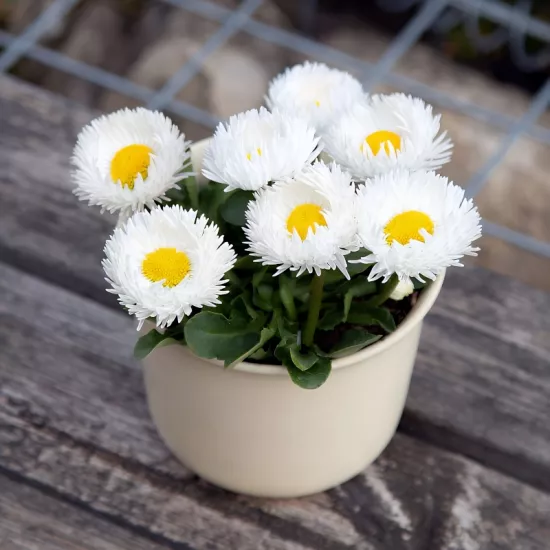 Şeker Papatya Beyaz Renk - Saksılık 10 Tohum