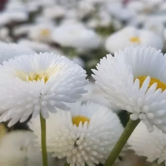 Şeker Papatya Beyaz Renk - Saksılık 10 Tohum