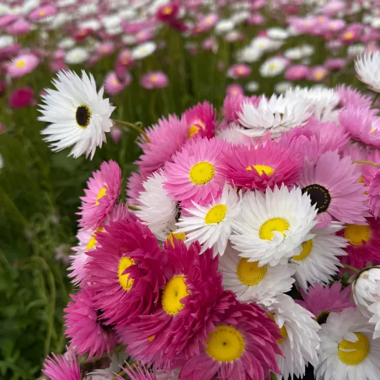 Şeker Papatya Karışık Renk - Saksılık 10 Tohum