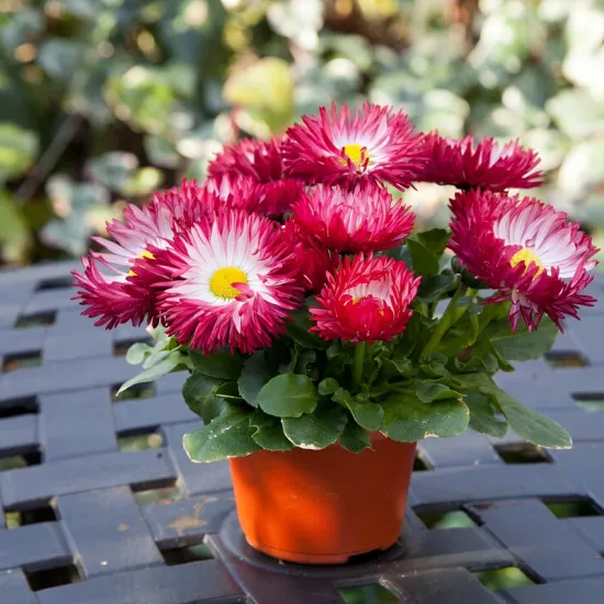 Şeker Papatya Kırmızı Renk - Saksılık 10 Tohum