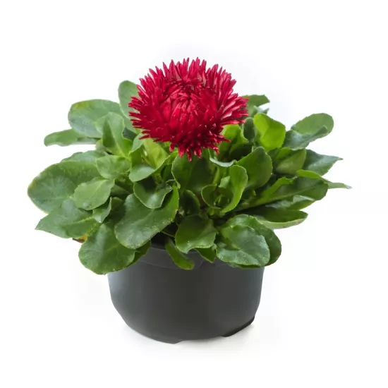 Şeker Papatya Kırmızı Renk - Saksılık 10 Tohum