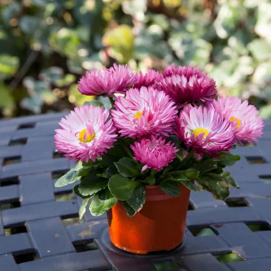 Şeker Papatya Pembe Renk - Saksılık 10 Tohum