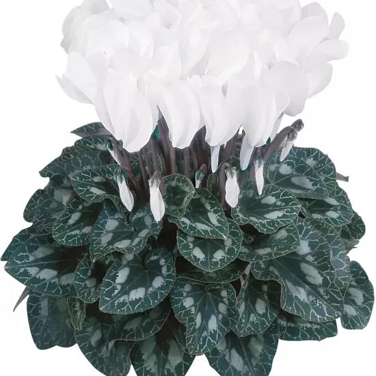 Siklamen Beyaz Renk - Saksılık 5 Tohum