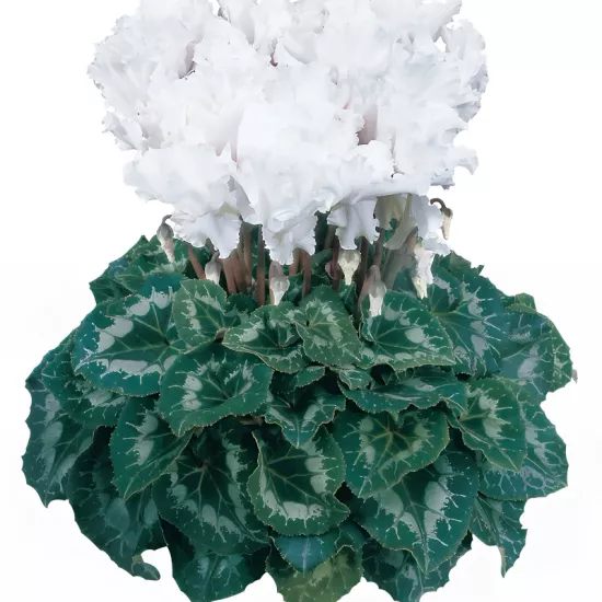 Siklamen Dalgalı Kenar Beyaz Renk - Saksılık 5 Tohum