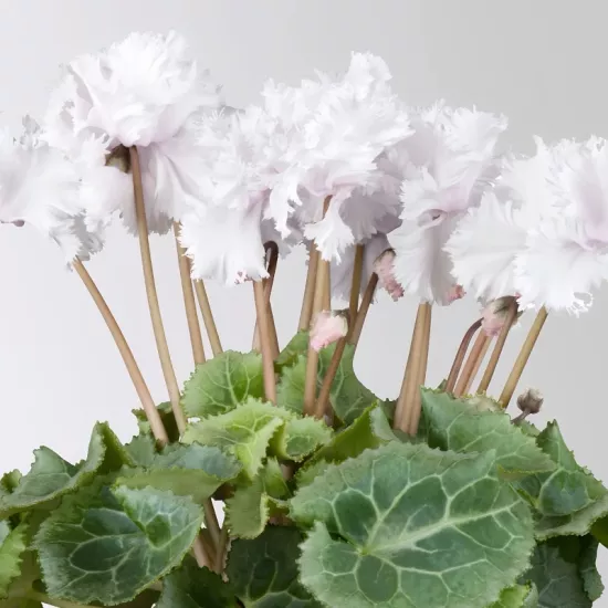 Siklamen Dalgalı Kenar Beyaz Renk - Saksılık 5 Tohum