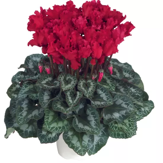 Siklamen Dalgalı Kenar Kırmızı Renk - Saksılık 5 Tohum